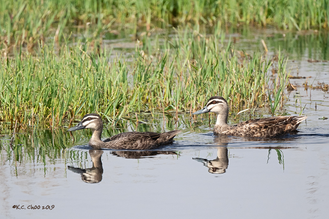 Pacific Black Duck