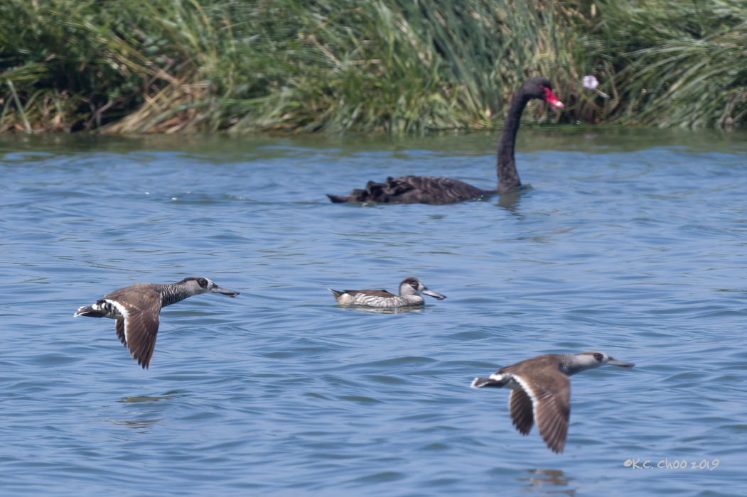 Pink-eared Duck