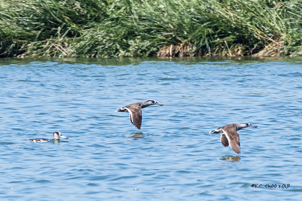 Pink-eared Duck