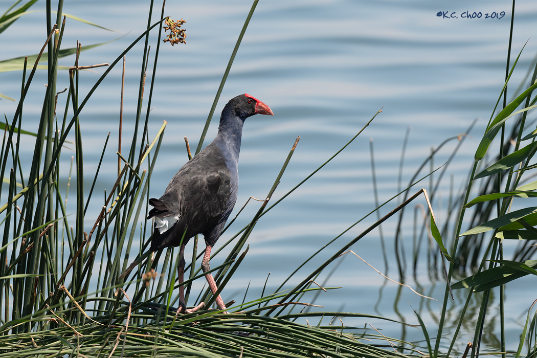 Purple Swamphen