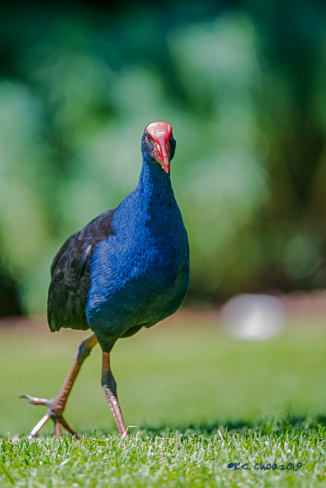 Purple Swamphen