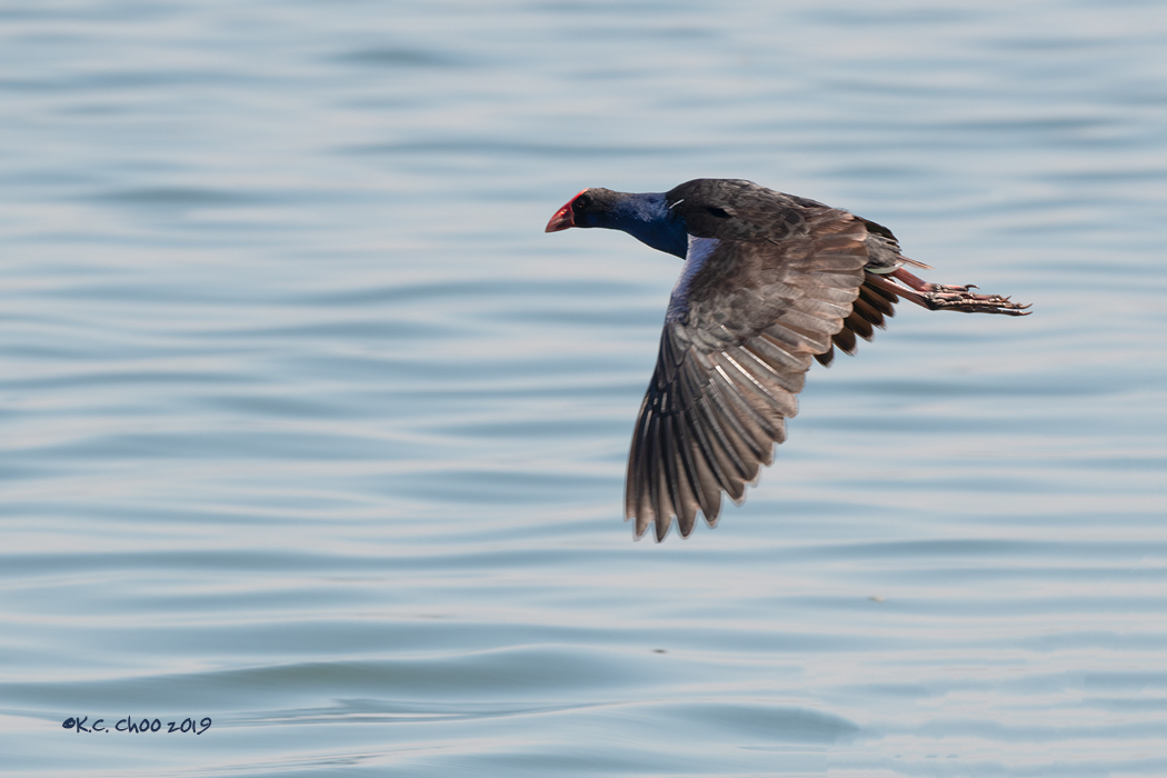 Purple Swamphen