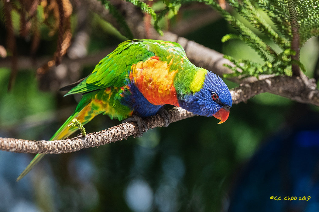 Rainbow Lorikeet