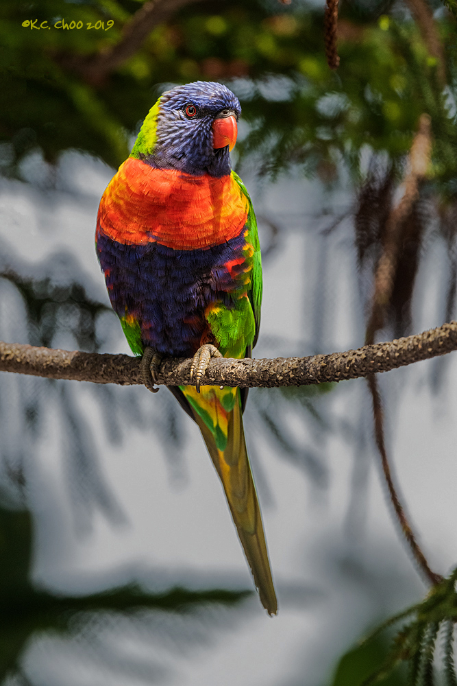 Rainbow Lorikeet