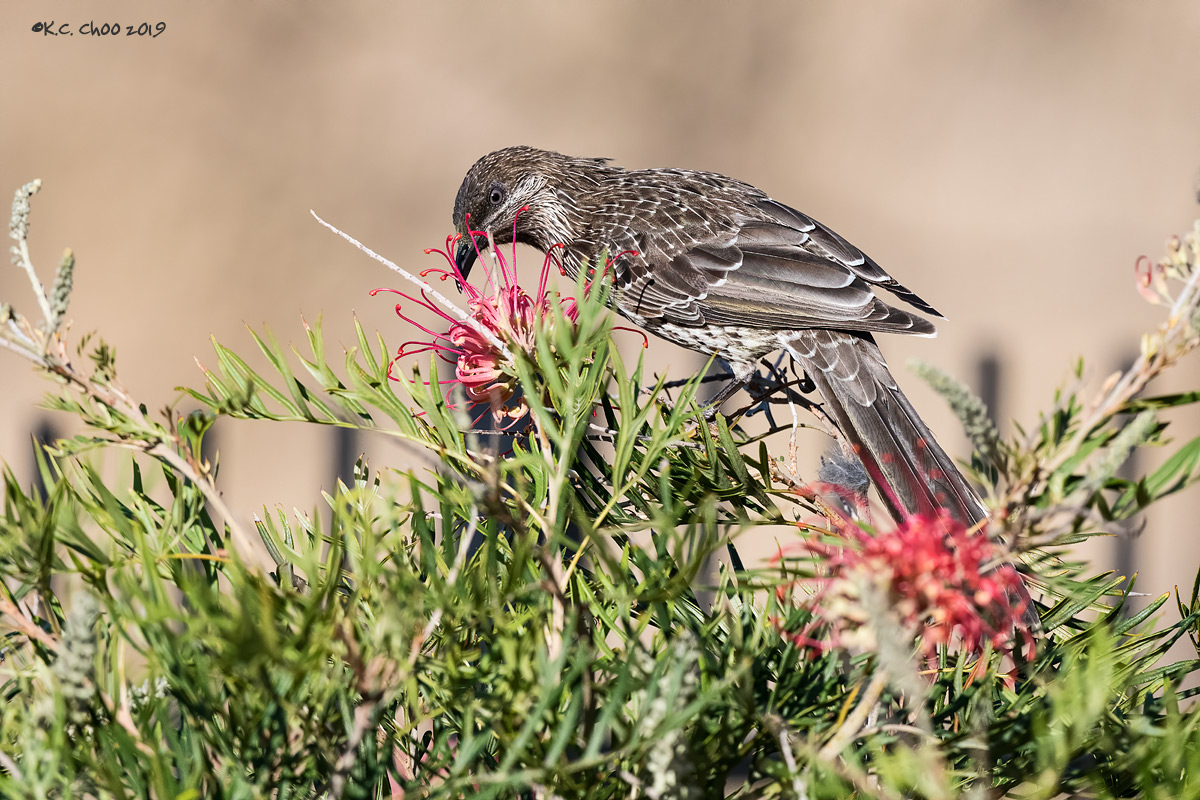 Red Wattlebird