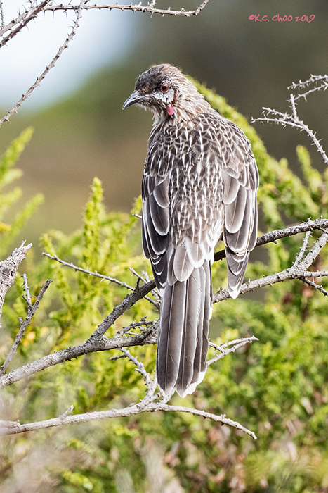Red Wattlebird