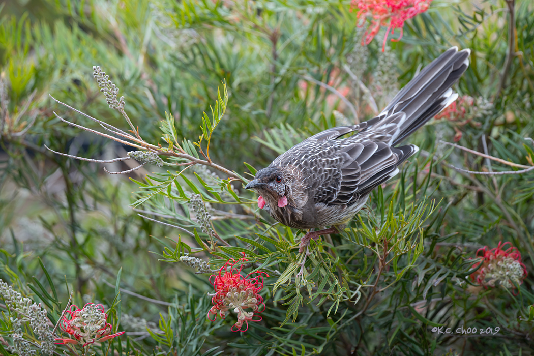Red Wattlebird
