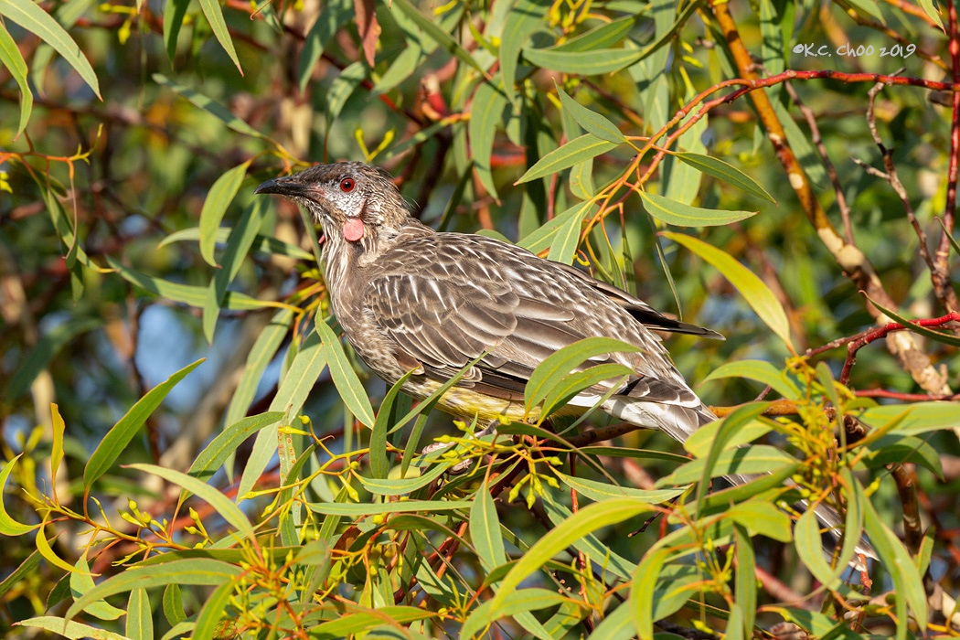 Red Wattlebird