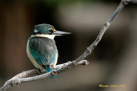 Sacred Kingfisher