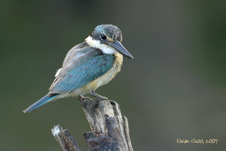 Sacred Kingfisher