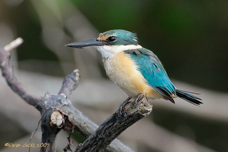 Sacred Kingfisher