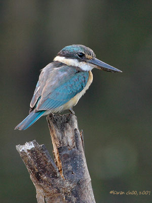 Sacred Kingfisher