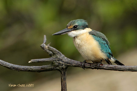 Sacred Kingfisher