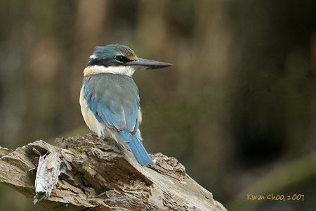 Sacred Kingfisher