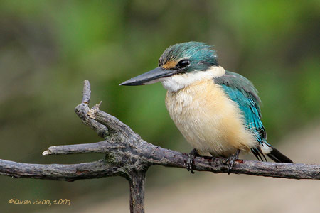 Sacred Kingfisher