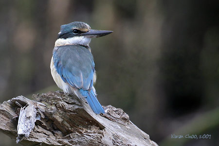 Sacred Kingfisher