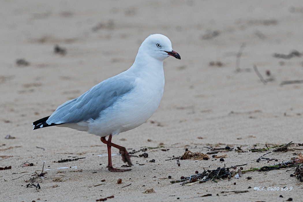 Silver Gull