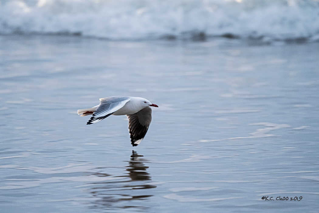 Silver Gull