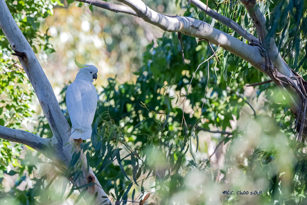 Sulphur-crested Cockatoo