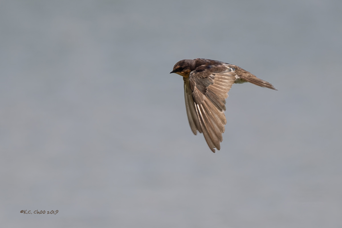 Welcome Swallow