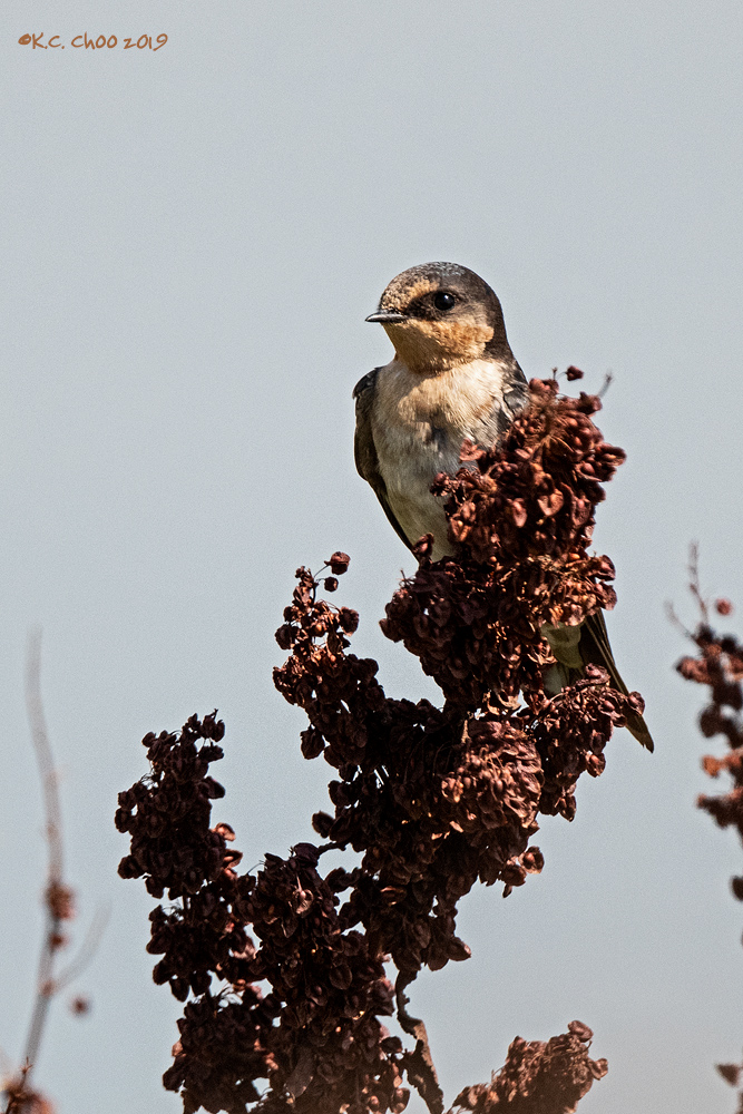 Welcome Swallow
