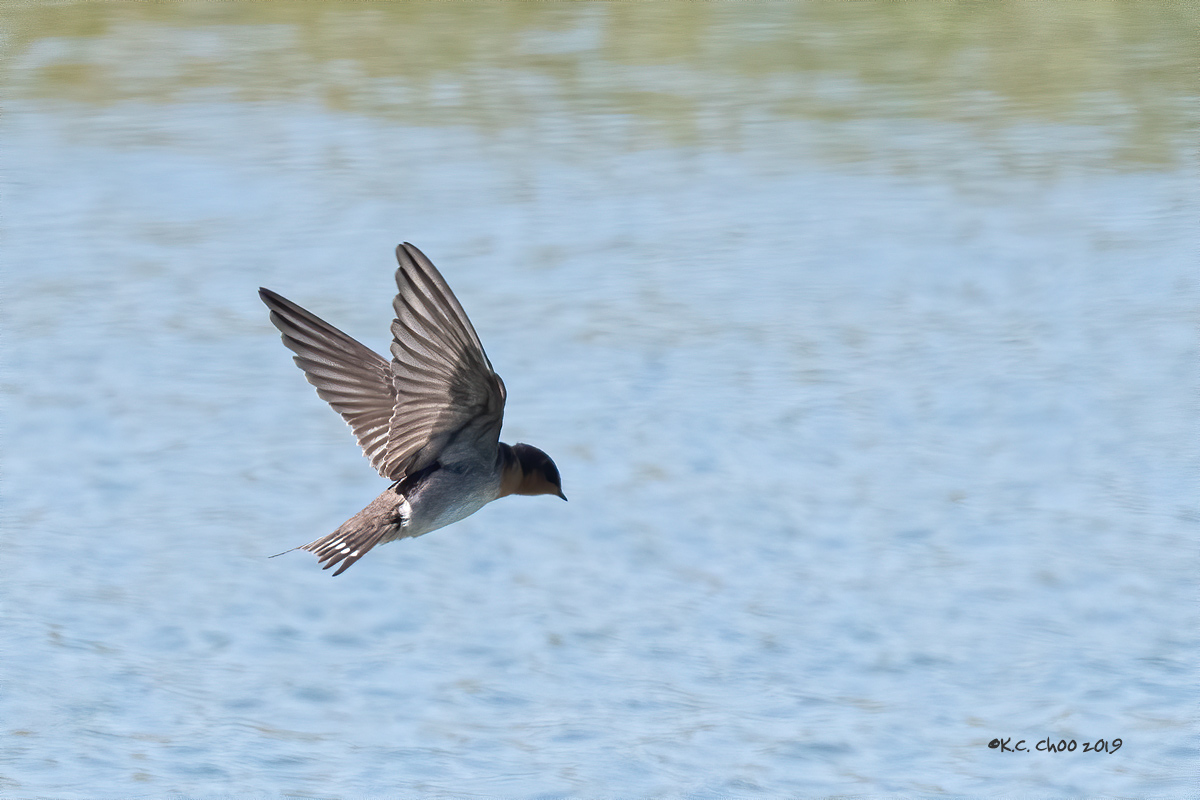 Welcome Swallow