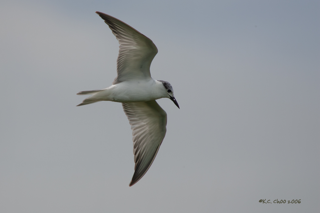 Whiskered Tern