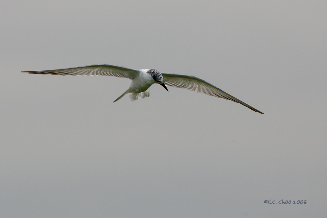 Whiskered Tern