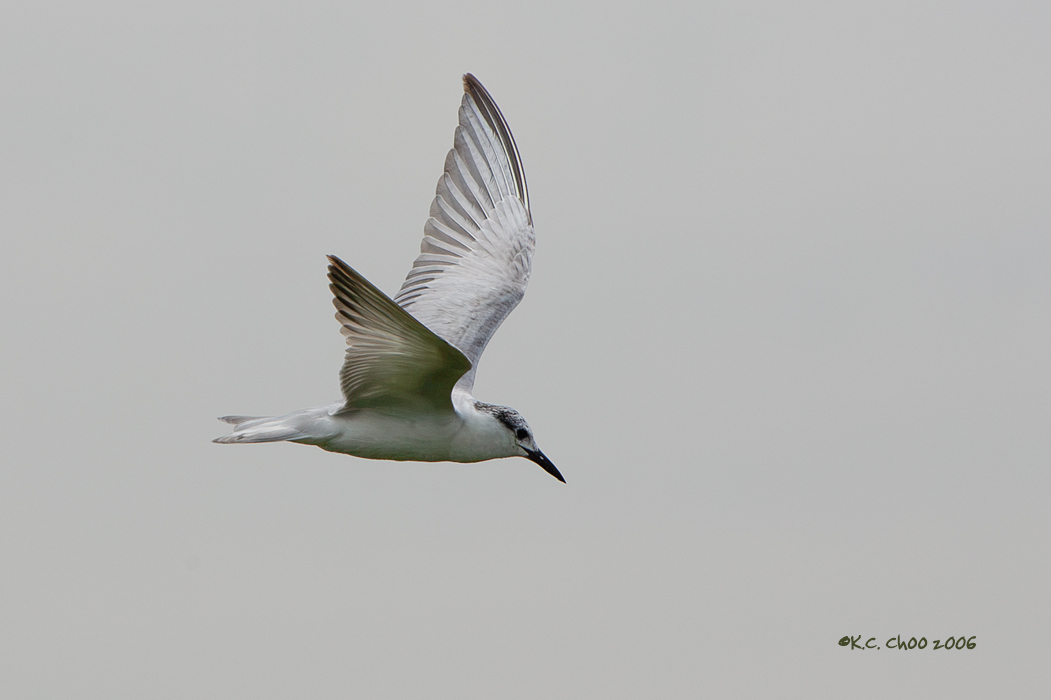 Whiskered Tern