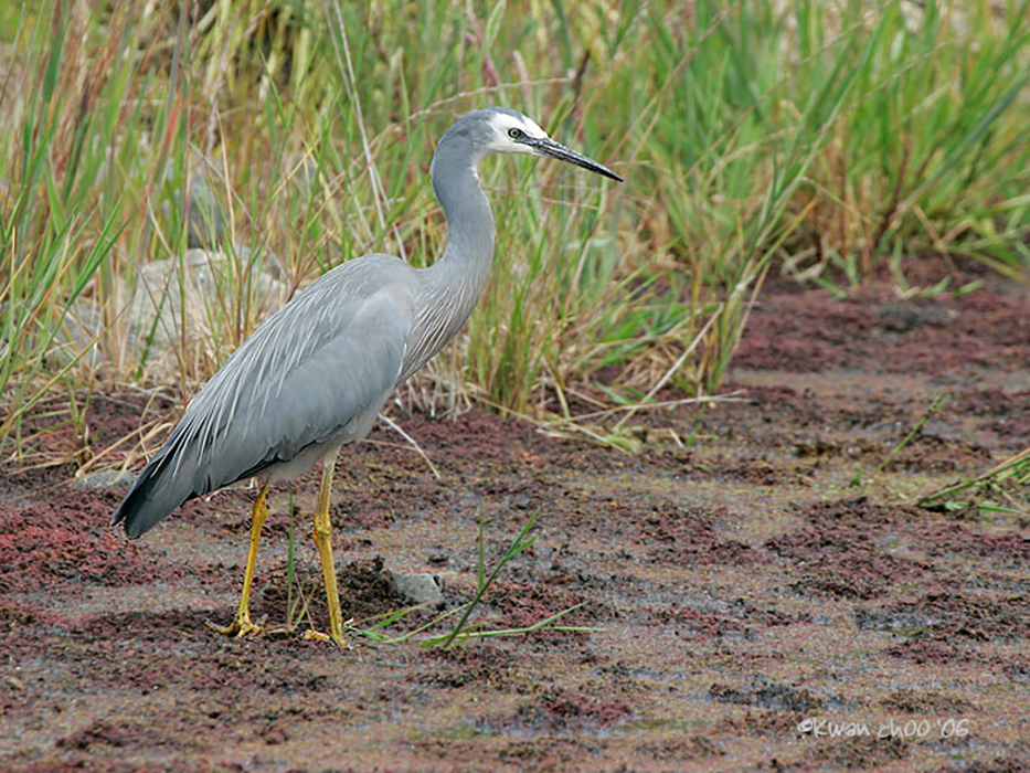 White-faced Heron