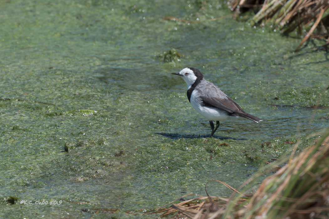 White-fronted Chat