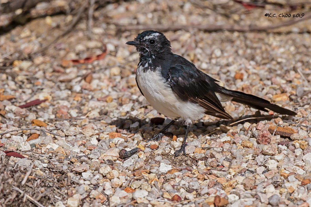 Willie Wagtail