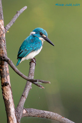Cerulean Kingfisher