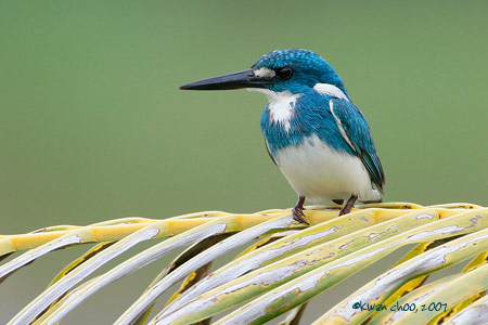 Cerulean Kingfisher