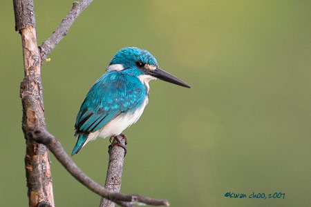 Cerulean Kingfisher