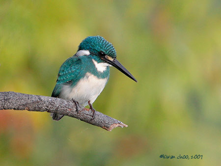 Cerulean Kingfisher
