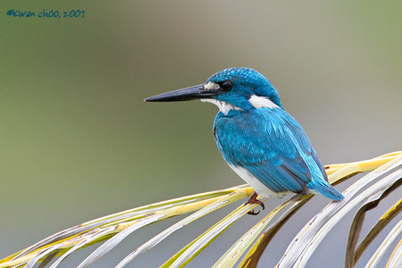 Cerulean Kingfisher