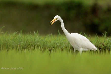 Intermediate Egret