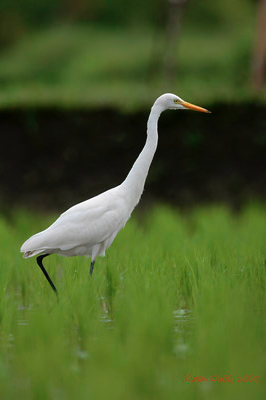 Intermediate Egret