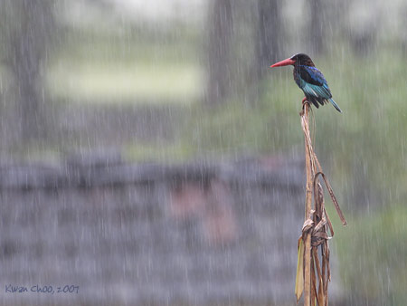 Javan Kingfisher