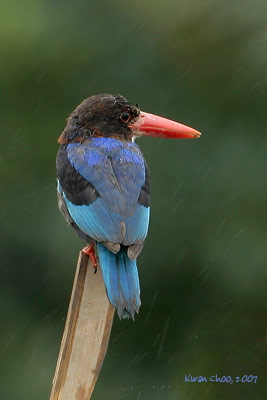 Javan Kingfisher