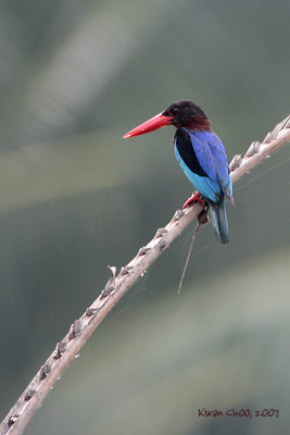 Javan Kingfisher
