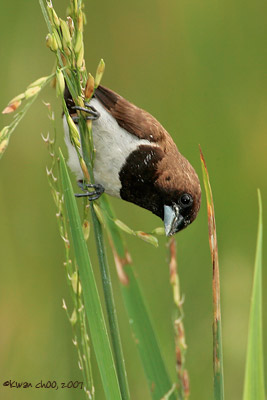 Javan Munia