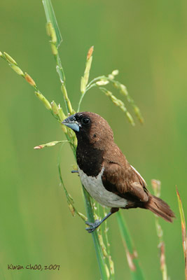 Javan Munia