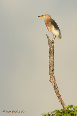 Javan Pond Heron