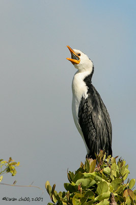 Little Pied Cormorant