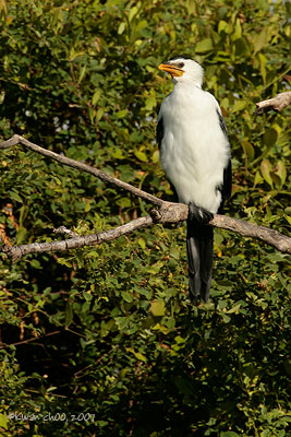 Little Pied Cormorant