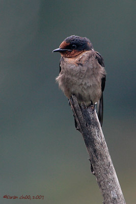 Pacific Swallow