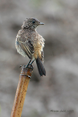 Pied Bushchat