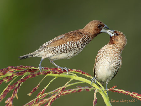 Scaly-breasted Munia